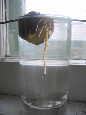 Avocado Sprout Avocado Sprout
